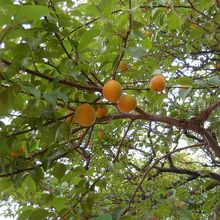 黄色く色づいた梅