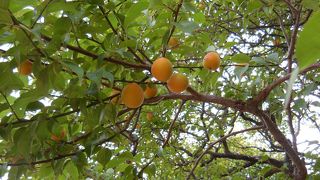 梅園では梅が黄色く色づいていました