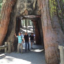 トンネル作ってしまうとその後セコイアは死んでしまうらしい