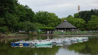 大賀ハスが有名です