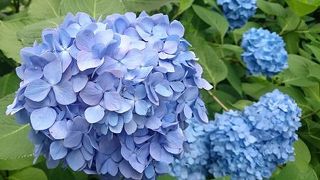 美しい明月院ブルー