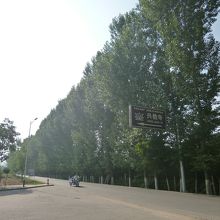 興教寺バス停の周辺はポプラ並木ののどかな農村風景。