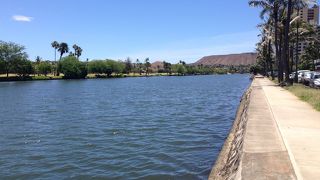 毎日の散歩コース、お魚がたくさんいます。