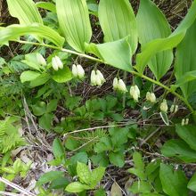 愛らしい花たちを見つけるのも楽しみ