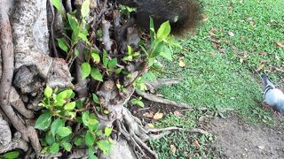 台湾リスと触れ合える