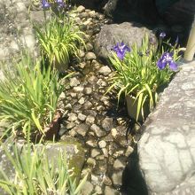 池上の七福神のお寺…庭♪