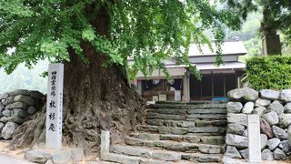 お遍路を最初に始めたとされる衛門三郎終焉の地にある庵、銀杏の大木が目印です。