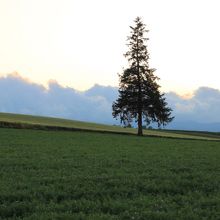 近くにはクリスマスツリーの木があります。