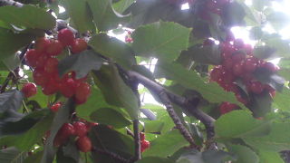 さくらんぼとブルーベリー狩り　おいしくいただきました