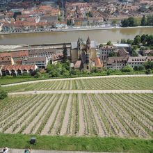 テラスの下にはぶどう畑が広りマイン川まで続いています