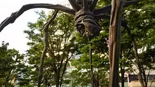 蜘蛛が不気味なのは私だけ？