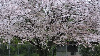 歩けども歩けども桜