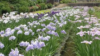 花菖蒲園