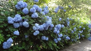 鮮やかなブルーの紫陽花