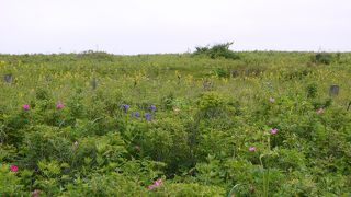 日曜日なのに貸し切り、原生花園の穴場？