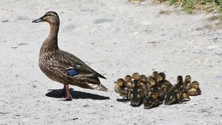 ジョージ C ライフェル 野鳥保護区