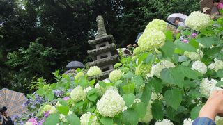 あじさい路が素敵です