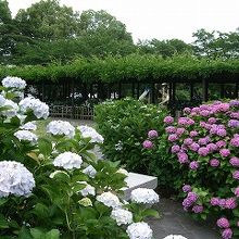 アジサイの向こうに藤棚がある