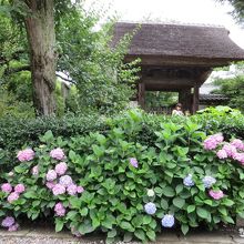 門の前に咲くアジサイ