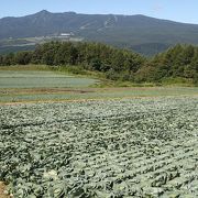 山の麓は、高原野菜の産地です