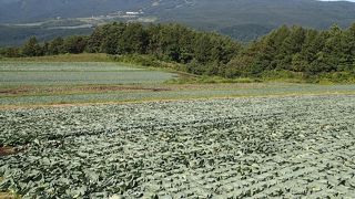 山の麓は、高原野菜の産地です