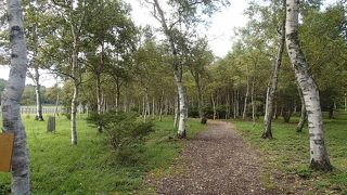 牛たちと　のんびり