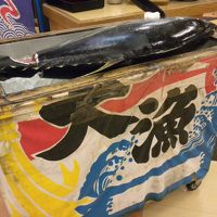 マグロの解体は２回あります