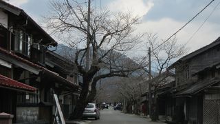 花咲く前のがいせん桜通り