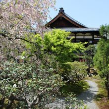 しだれ桜が美しい庭園でした