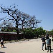 昌徳宮　天然記念物のエンジュの木
