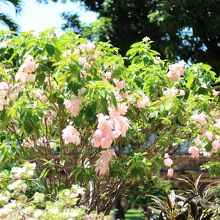 少しですが花が咲いてました