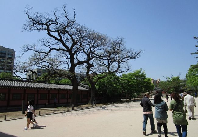 昌徳宮　天然記念物のエンジュの木