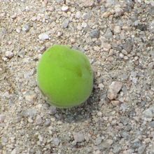 落ちていた杏の実