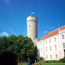 綺麗な芝生です。