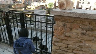 古代のリーマ遺跡も、今は猫天国。