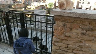 古代のリーマ遺跡も、今は猫天国。