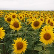 一面のヒマワリ畑に感動