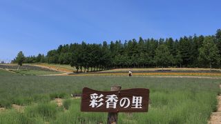 広大な丘一面のラベンダー畑