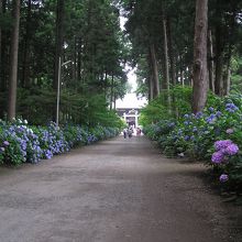 紫陽花の咲く参道