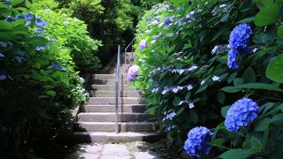 「花の寺」でアジサイを一人占め