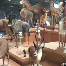 動物の剥製　圧巻です！