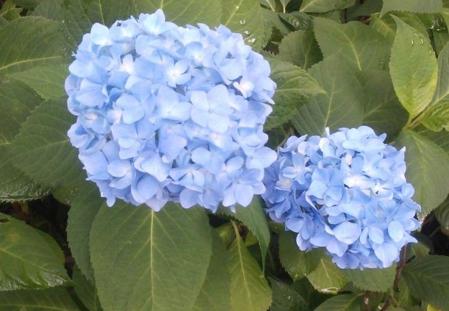 堂ノ前公園 クチコミ アクセス 営業時間 東根 フォートラベル 堂ノ前公園 クチコミ アクセス 営業時間 東根 フォートラベル
