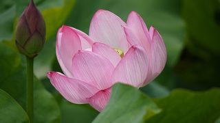 もうすぐ蓮が満開