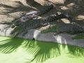 クロコダイル パーク