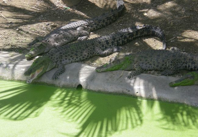 クロコダイル、ヘビなどがうようよ