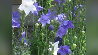 白い桔梗も咲いていました ♪