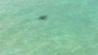 感動のサンドバー！　　シュノーケリングも最高！