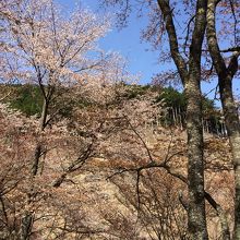 ４月中旬の山桜はこんな感じ