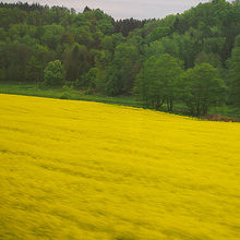 車窓は菜の花畑できれいでした。