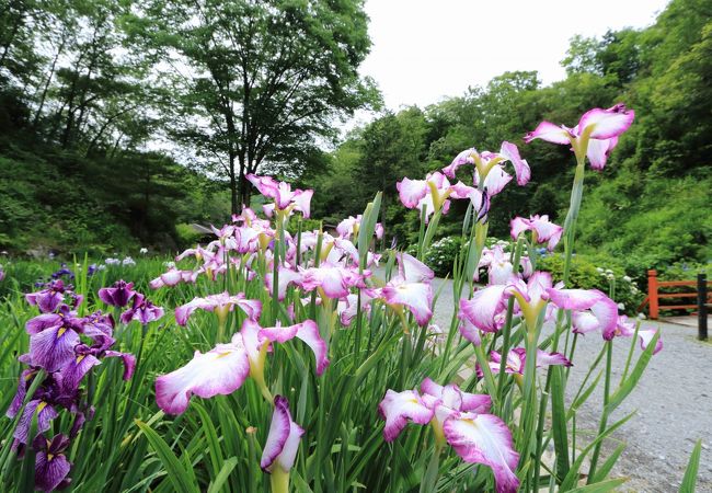 播州山崎花菖蒲園 クチコミ アクセス 営業時間 宍粟 フォートラベル 播州山崎花菖蒲園 クチコミ アクセス 営業時間 宍粟 フォートラベル